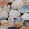 Muscheln_Details_02_100x100_72dpi.jpg